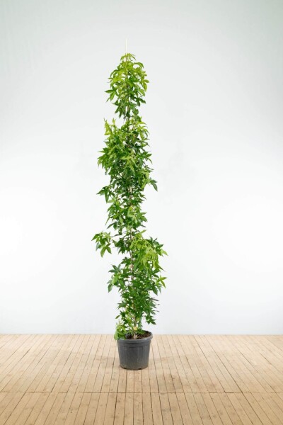 Liquidambar styraciflua 'Slender Silhouette' Stammbusch Liquidambar styraciflua 'Slender Silhouette' Stammbusch
