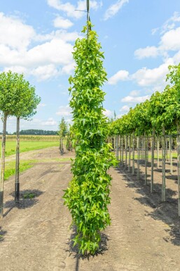 Liquidambar styraciflua 'Slender Silhouette' stammbusch 4-6