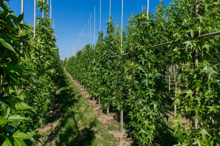 Liq. 'Slender Silhouette' BE 4-6 P/K Liquidambar styraciflua 'Slender Silhouette' Stammbusch 4-6