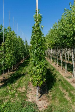 Liquidambar styraciflua 'Slender Silhouette' stammbusch 4-6