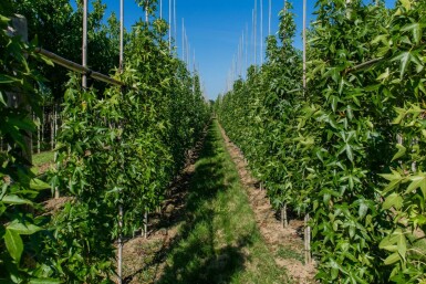 Liquidambar styraciflua 'Slender Silhouette' stammbusch 4-6