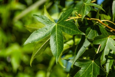 Liquidambar styraciflua 'Slender Silhouette' stammbusch 4-6