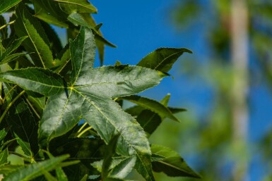 Liquidambar styraciflua 'Slender Silhouette' stammbusch 4-6