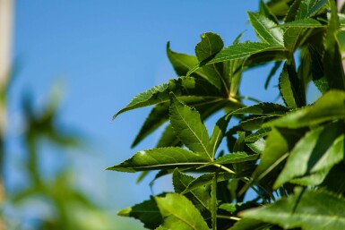 Liquidambar styraciflua 'Slender Silhouette' stammbusch 4-6