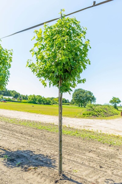 Liquidambar styraciflua 'Worplesdon' Liquidambar styraciflua 'Worplesdon'