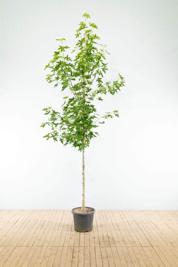 Liquidambar 'Worplesdon' HO 6/8 P/K Liquidambar styraciflua 'Worplesdon' Hochstamm 6/8