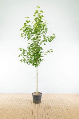 Liquidambar 'Worplesdon' HO 6/8 P/K Liquidambar styraciflua 'Worplesdon' Hochstamm 6/8