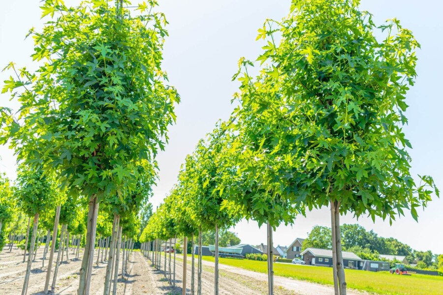 Liquidambar 'Worplesdon' HO 6/8 P/K Liquidambar styraciflua 'Worplesdon' Hochstamm 6/8