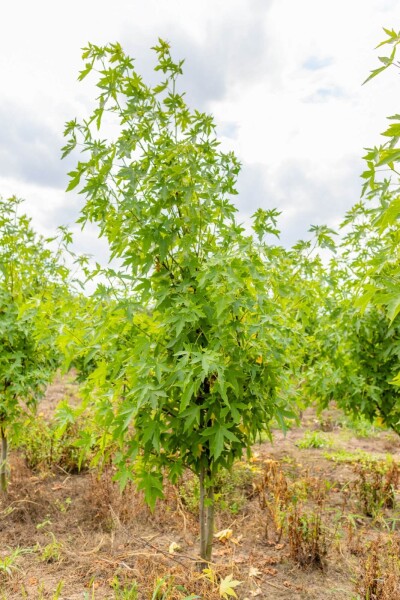 Liquidambar styraciflua 'Worplesdon' meerstammig