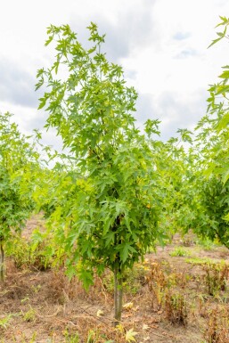 Liquidambar 'Worplesdon' ME 200-250 P/K Liquidambar styraciflua 'Worplesdon' Mehrstämmig 200-250