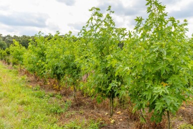 Liquidambar 'Worplesdon' ME 200-250 P/K Liquidambar styraciflua 'Worplesdon' Mehrstämmig 200-250