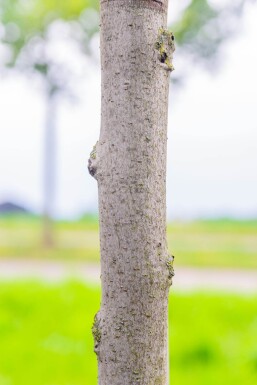 Liquidambar styraciflua 'Worplesdon' mehrstämmig 200-250