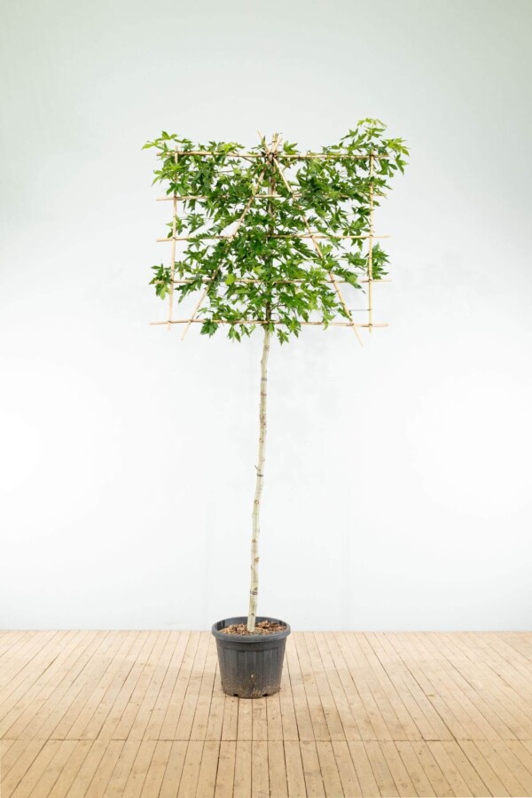 Liq 'Worplesdon' LE 8/10 40 120b180h P/K Liquidambar styraciflua 'Worplesdon' Spalierbaum 8/10 40cm Stamm 120b x 180h