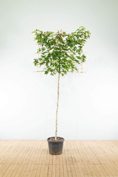 Liquidambar styraciflua 'Worplesdon' Spalierbaum Liquidambar styraciflua 'Worplesdon' Spalierbaum