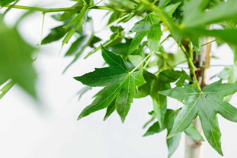 Liq 'Worplesdon' LE 8/10 40 120b180h P/K Liquidambar styraciflua 'Worplesdon' Spalierbaum 8/10 40cm Stamm 120b x 180h