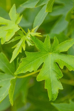 Liquidambar styraciflua 'Worplesdon' spalierbaum 8/10 40cm Stamm 120b x 180h