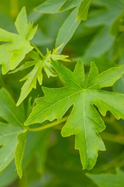 Liq 'Worplesdon' LE 8/10 40 120b180h P/K Liquidambar styraciflua 'Worplesdon' Spalierbaum 8/10 40cm Stamm 120b x 180h