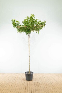 Liq 'Worplesdon' DA10/12 240 120x120 P/K Liquidambar styraciflua 'Worplesdon' Dachform 10/12 240cm Stamm 120x120