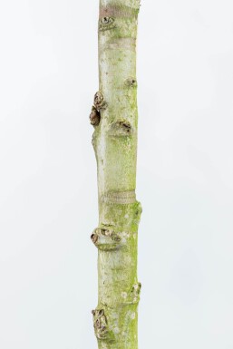 Liq 'Worplesdon' DA10/12 240 120x120 P/K Liquidambar styraciflua 'Worplesdon' Dachform 10/12 240cm Stamm 120x120