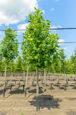 Liriodendron tulipifera