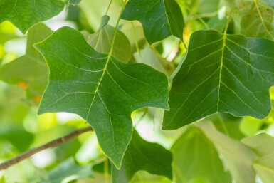 Liriodendron tulipifera