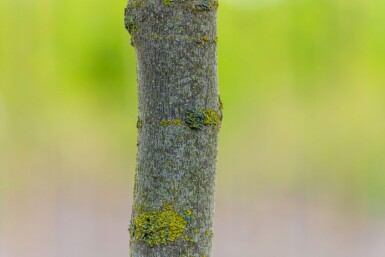 Liriodendron tulipifera