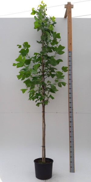 Liriodendron tulipifera hoogstam Liriodendron tulipifera hoogstam