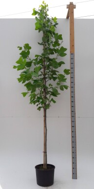 Liriodendron tulipifera hochstamm 10/12