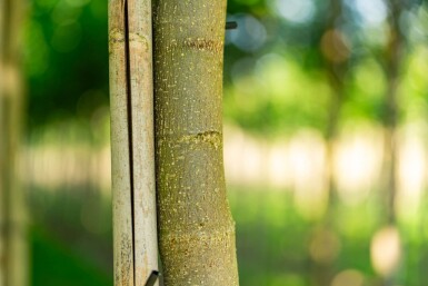 Liriodendron tulipifera hochstamm 10/12