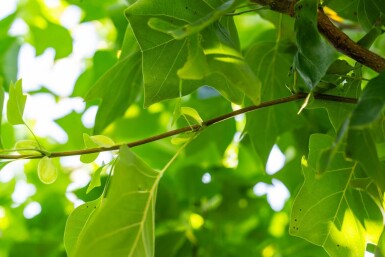 Liriodendron tulipifera hochstamm 10/12