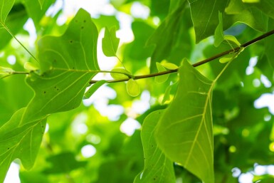 Liriodendron tulipifera hochstamm 10/12