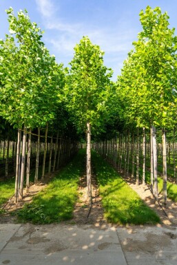 Liriodendron tulipifera hochstamm 10/12