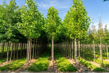 Liriodendron tulipifera hochstamm 10/12