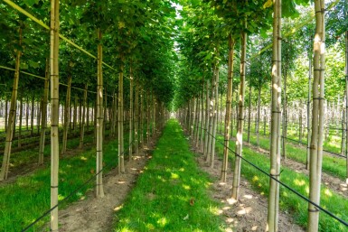 Liriodendron tulipifera hochstamm 10/12