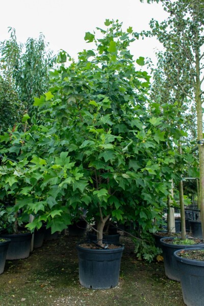 Liriodendron tulipifera meerstammig