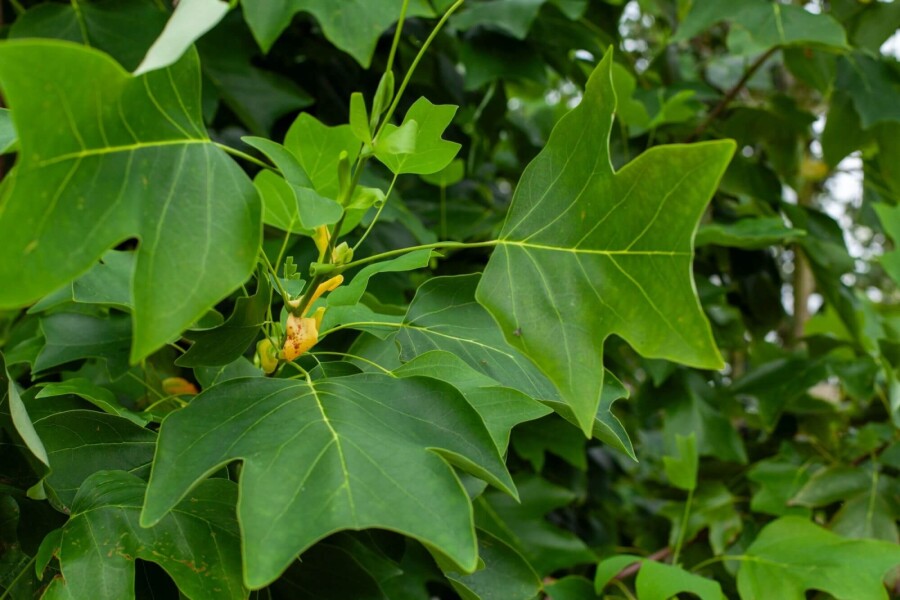 Liriodendron tulipifera ME 200-250 P/K Liriodendron tulipifera Mehrstämmig 200-250