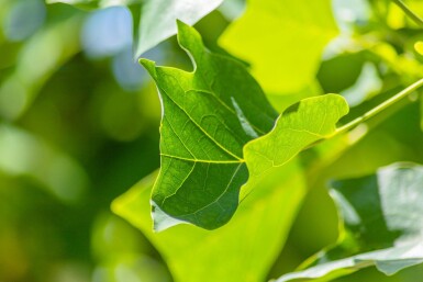 Liriodendron tulipifera mehrstämmig 200-250