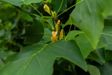 Liriodendron tulipifera mehrstämmig 200-250