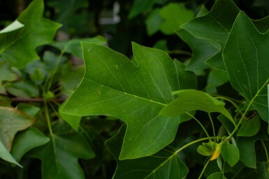 Liriodendron tulipifera mehrstämmig 200-250