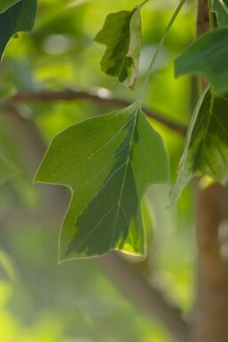 Liriodendron tulipifera 'Aureomarginatum'