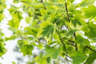 Liriodendron tulipifera 'Aureomarginatum'