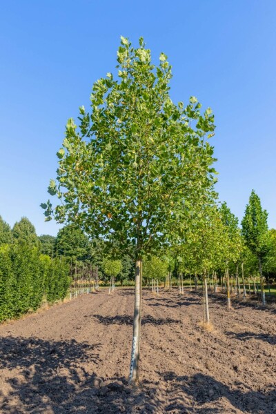 Liriodendron tulipifera 'Aureomarginatum' hoogstam