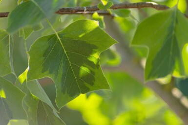 Liriodendron tulipifera 'Aureomarginatum' hochstamm 12/14