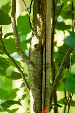 Liriodendron tulipifera 'Fastigiatum'