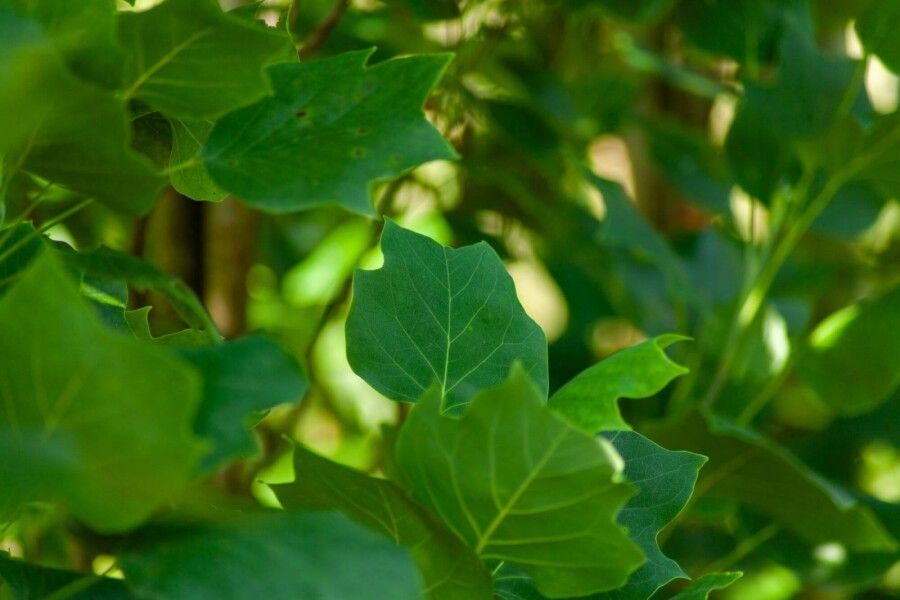Liriodendron Fastigiatum Liriodendron tulipifera 'Fastigiatum'