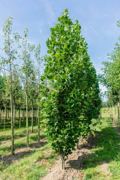 Liriodendron tulipifera 'Fastigiatum' hoogstam