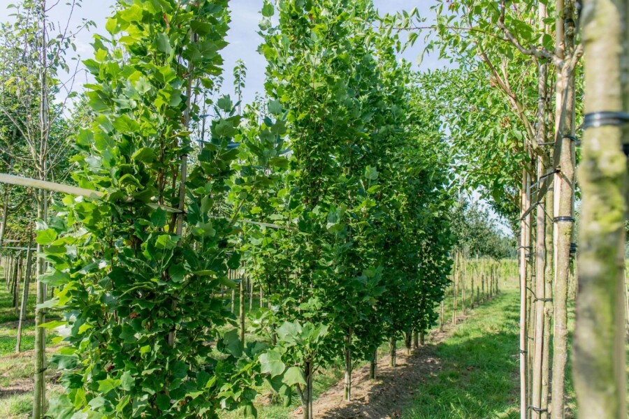 Liriodendron Fastigiatum HO 14/16 P/K Liriodendron tulipifera 'Fastigiatum' Hochstamm 14/16