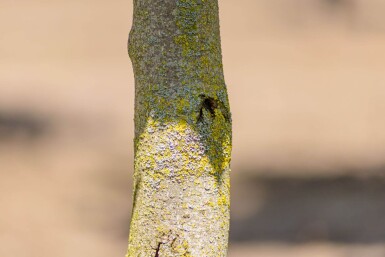 Liriodendron tulipifera 'Fastigiatum' hochstamm 14/16