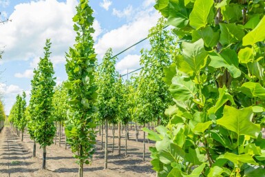 Liriodendron tulipifera 'Fastigiatum' stammbusch 12/14