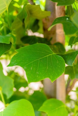 Liriodendron tulipifera 'Fastigiatum' stammbusch 12/14